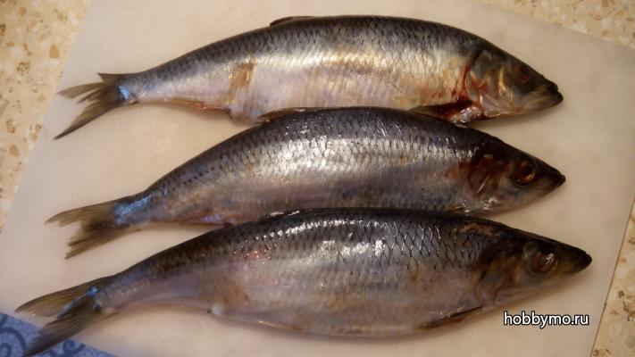 Закусочная селедка по-голландски Закусочная селедка по-голландски,,закуски,холодные закуски,селедка,как посолить селедку,рецепт соленой селедки,селедка по-голландски
