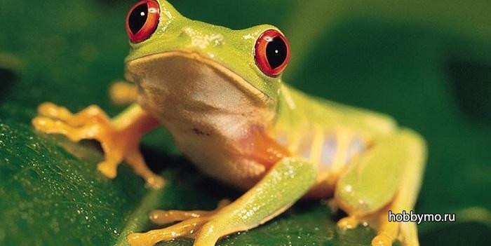 лягушка из огурца своими руками. Смотреть фото лягушка из огурца своими руками. Смотреть картинку лягушка из огурца своими руками. Картинка про лягушка из огурца своими руками. Фото лягушка из огурца своими руками лягушка из огурца своими руками. Смотреть фото лягушка из огурца своими руками. Смотреть картинку лягушка из огурца своими руками. Картинка про лягушка из огурца своими руками. Фото лягушка из огурца своими руками