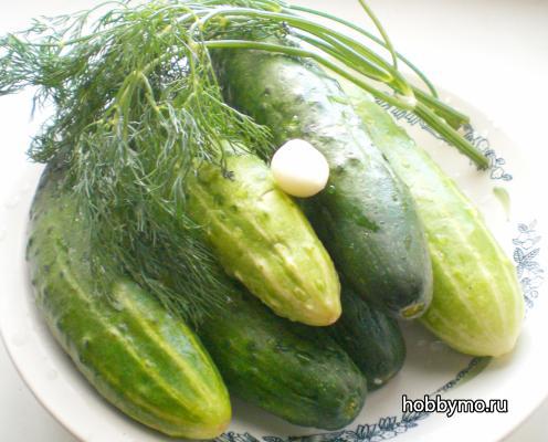 Малосольные огурчики в пакете – просто, быстро и очень вкусно Малосольные огурчики в пакете – просто, быстро и очень вкусно,,малосольные огурчики,малосольные огурцы,консервирование,огурцы
