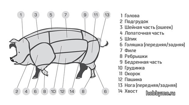 Свиная вырезка схема